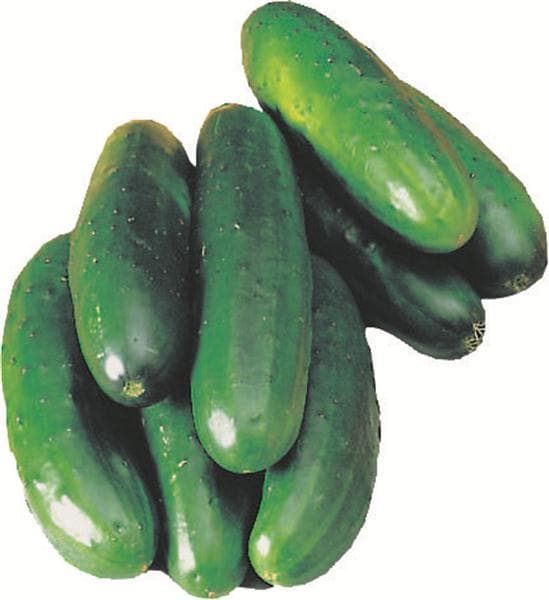 Organic Seedless Cucumber