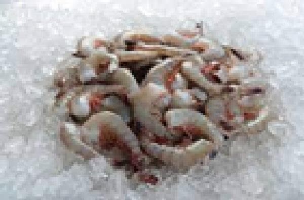 High Tide Shell On Carolina 21/30 Shrimp