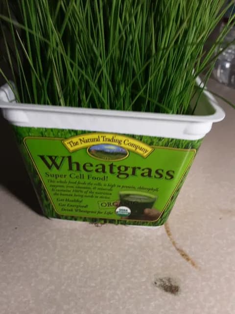 The Natural Trading Company Wheatgrass