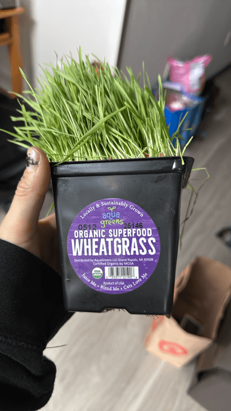 Wheatgrass Organic