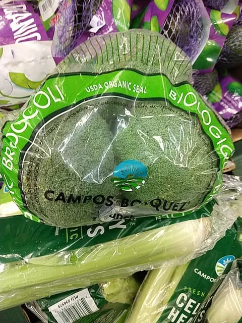 Campos Borquez Broccoli