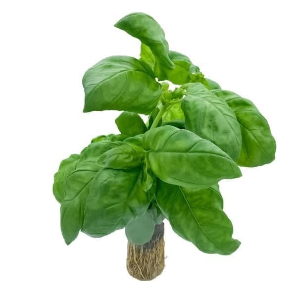Hydro Basil