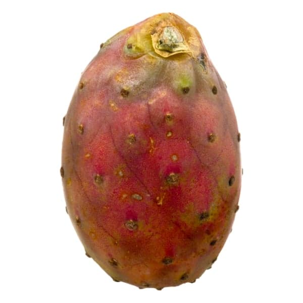 Andy Boy Cactus Pear