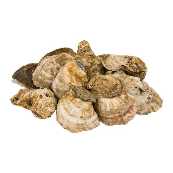 Chincoteague Shellfish Farms Wild-Caught East Coast Oysters