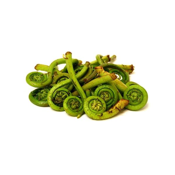 Fiddlehead Ferns