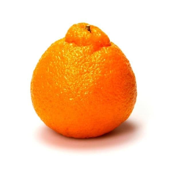 Sumo Tangerine