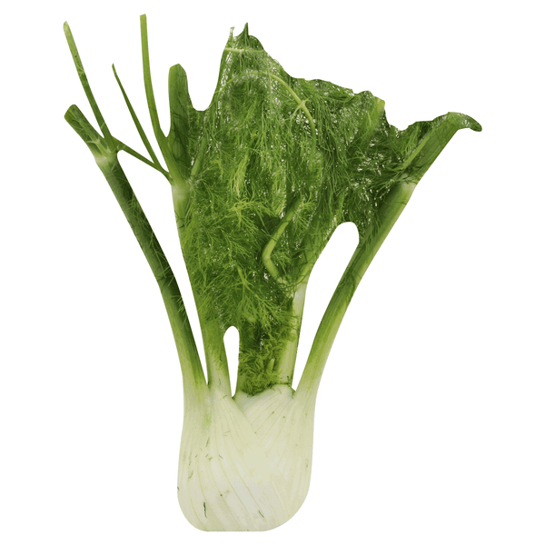 Fennel (Anise