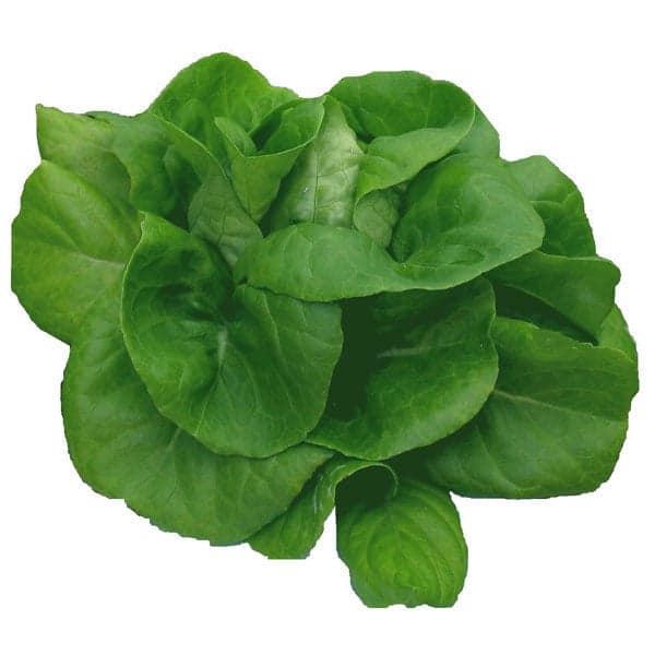 Butter Hydroponic Lettuce