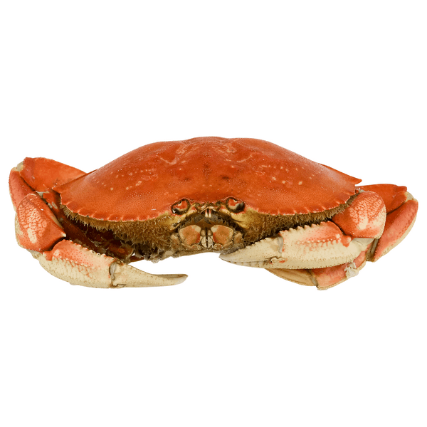 Dungeness Crab Whole