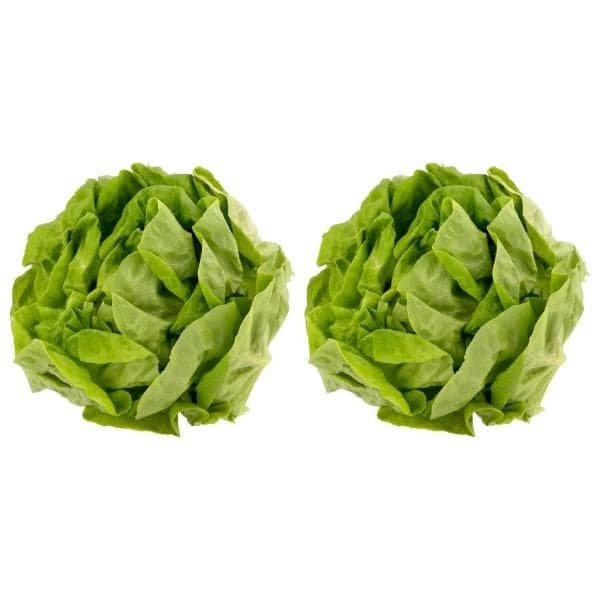 Hydroponic Lettuce