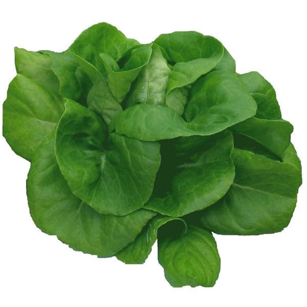 Boston Lettuce