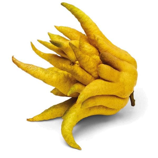 Buddha'S Hand Citron Fruit