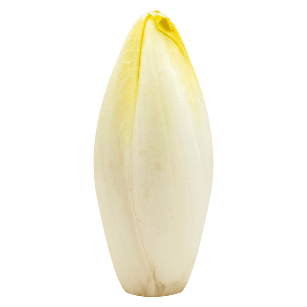 Endive Lettuce Belgian