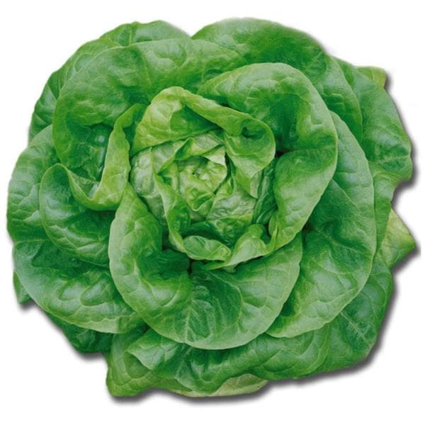 Lettuce Green Butterhead (Bibb
