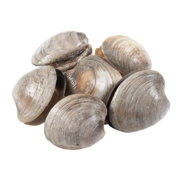 Littleneck Clams - Apx T Fresh