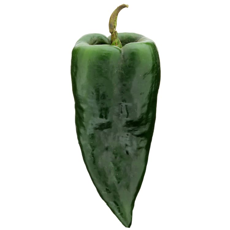 Pasilla Poblano Pepper