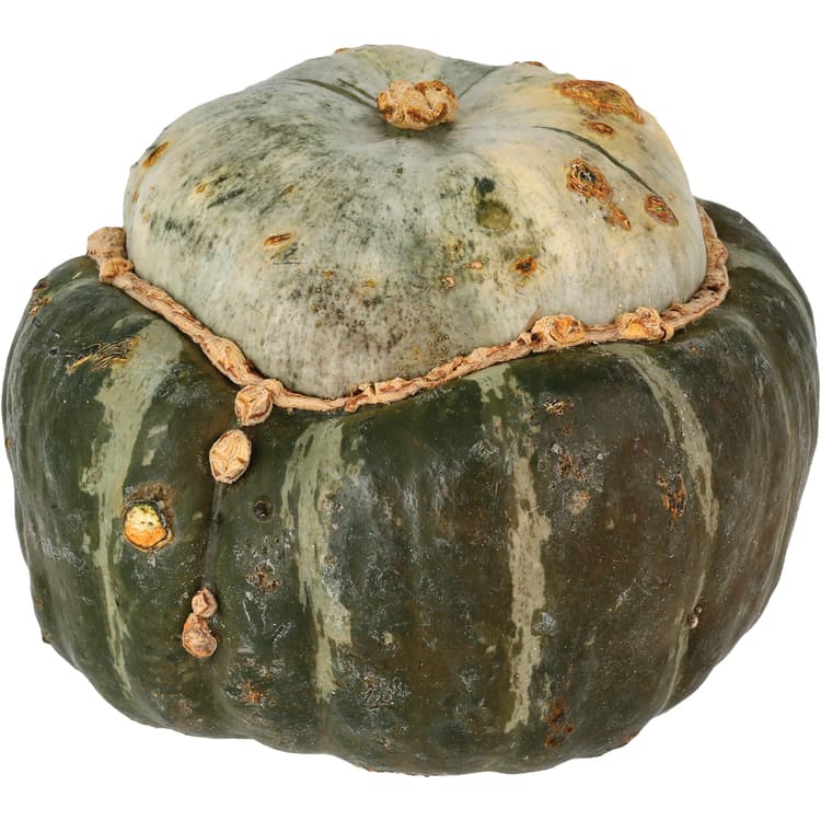 Buttercup Squash