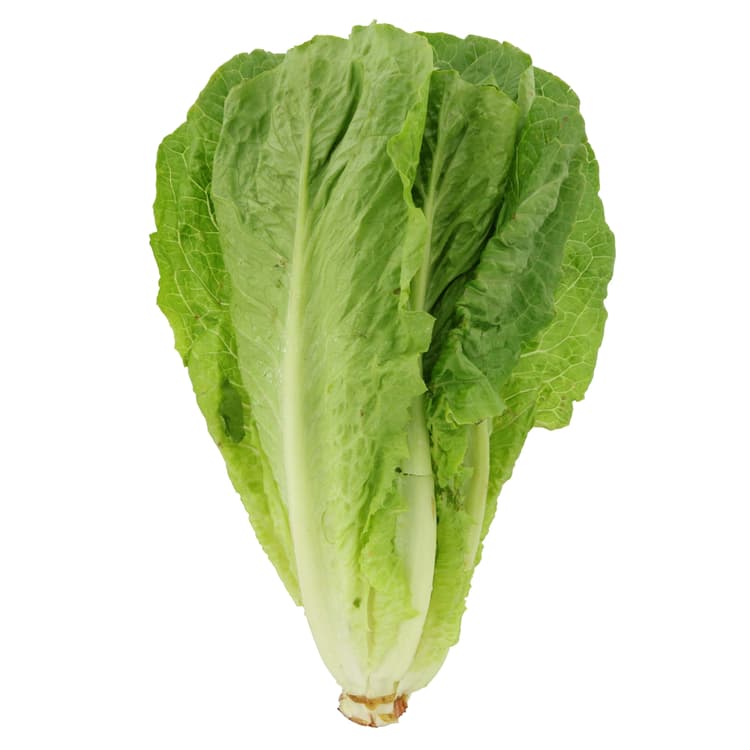 Head Of Romaine Lettuce