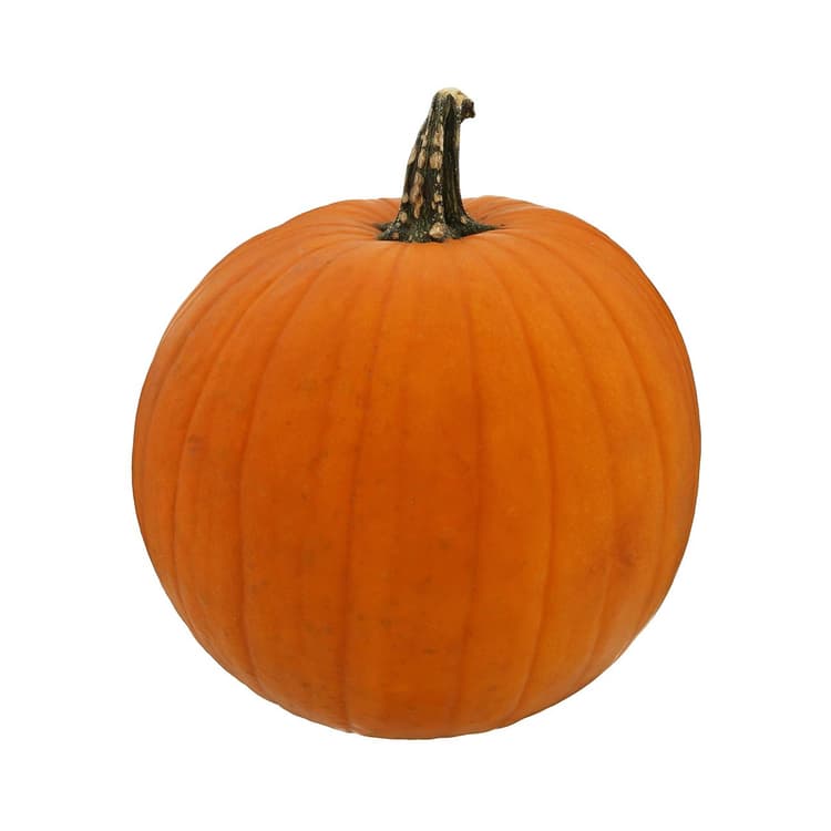 Fresh Large Jack-O'-Lantern Pumpkin