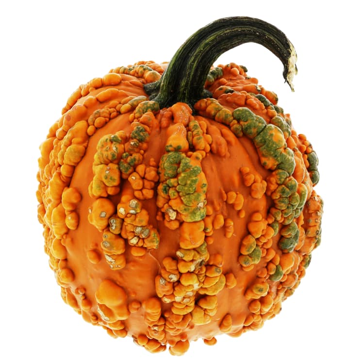 H-E-B Texas Roots Warty Goblin Pumpkin
