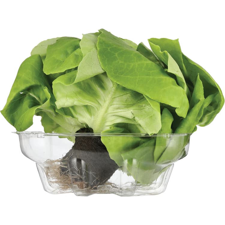 Fresh Organic Green Butter Lettuce
