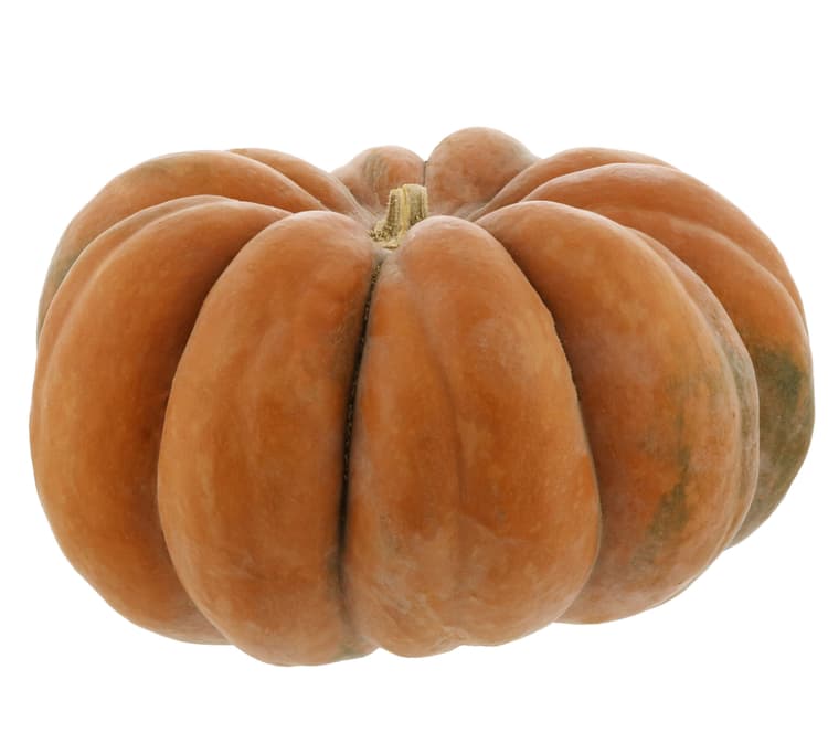 H-E-B Texas Roots Small Fairytale Pumpkin