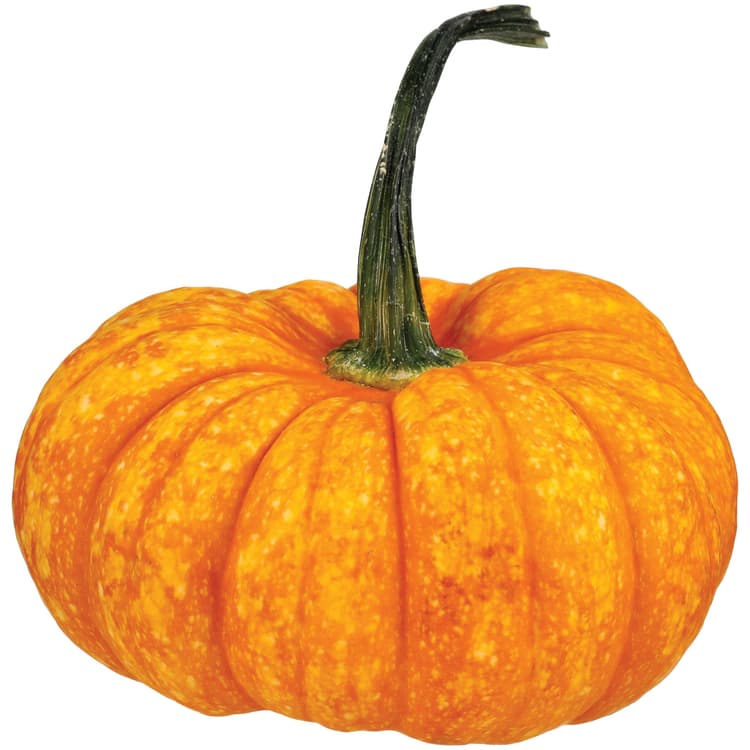 H-E-B Texas Roots Orange Sparkler Pumpkin