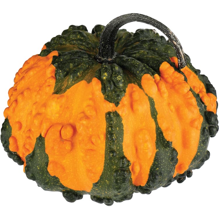 H-E-B Texas Roots Frankengourd Pumpkin