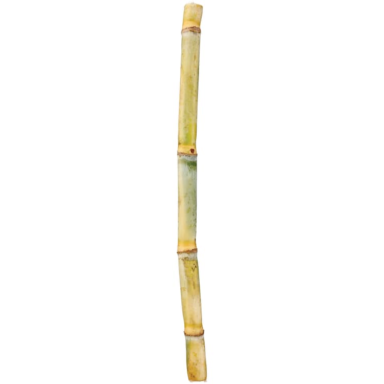 H-E-B Mi Tienda Fresh Sugarcane Stalk