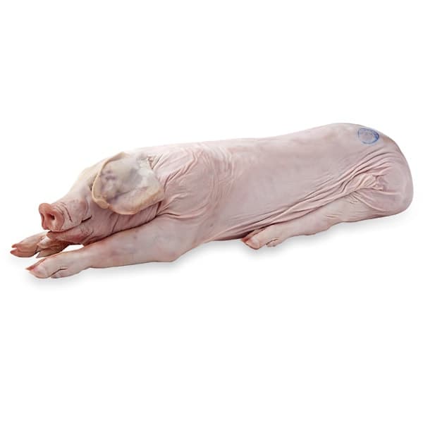 Whole Roasting Pig 50-100 Pounds Average Weight, Sold