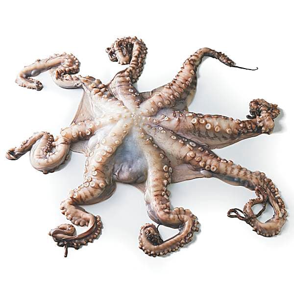 Octopus Previously , Wild Harvested