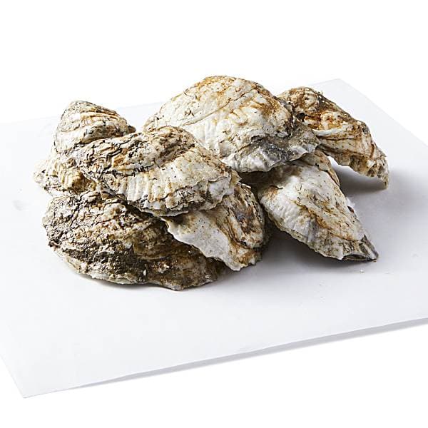 Hollywood Oysters, Shell On