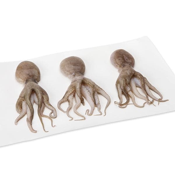 Baby Octopus, Previously , Wild