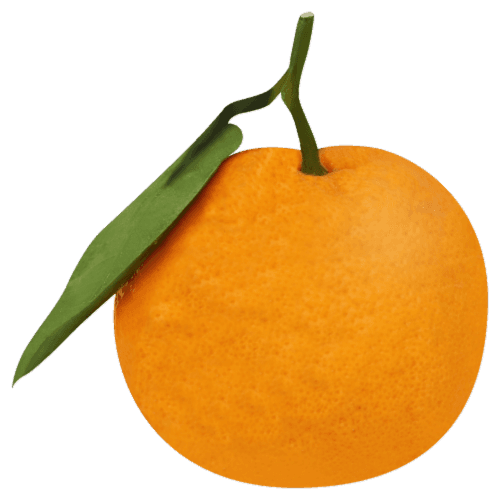 Mammoth Satsuma Tangerines