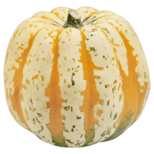 Squash Carnival
