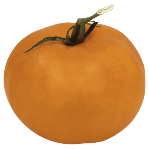 Orange Tomatoes