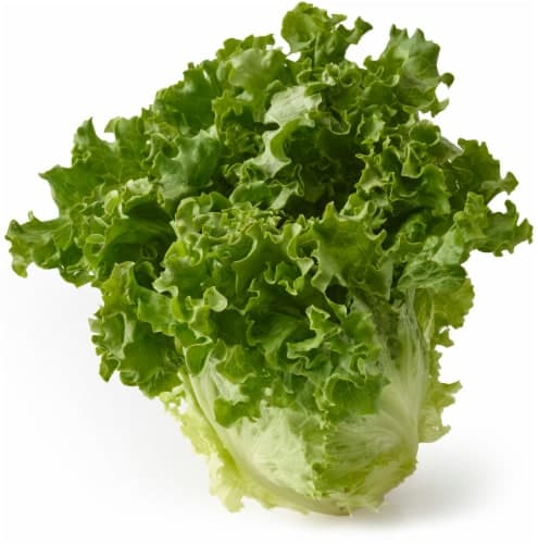 Fresh Lettuce, Green Leaf