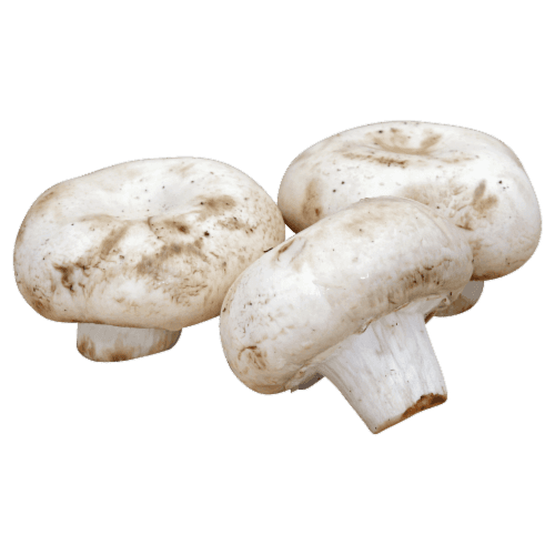 Fresh Mushrooms, White