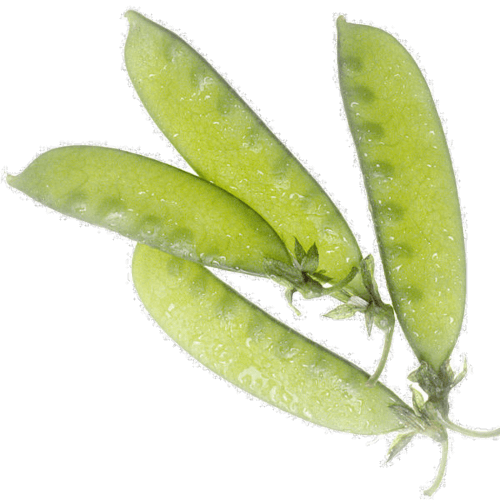 Snow Peas