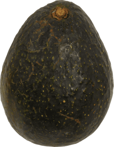 Hass Avocado