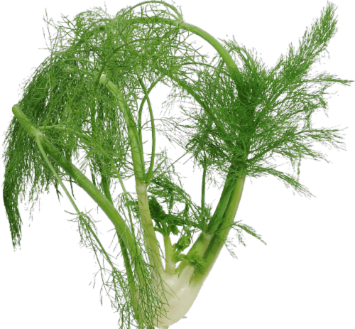Fresh Fennel