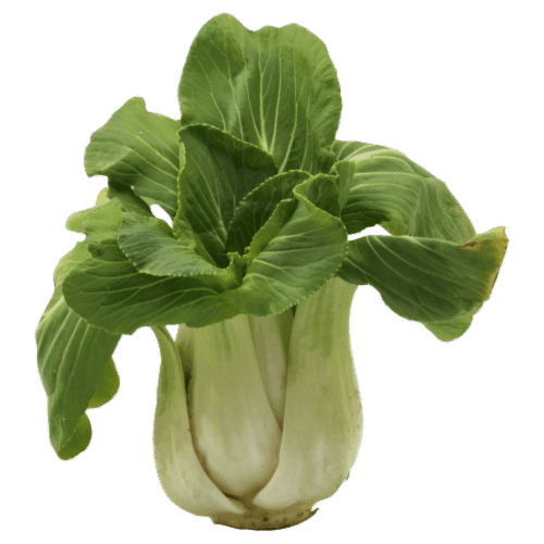 Fresh Bok Choy