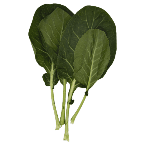 Bibb Lettuce