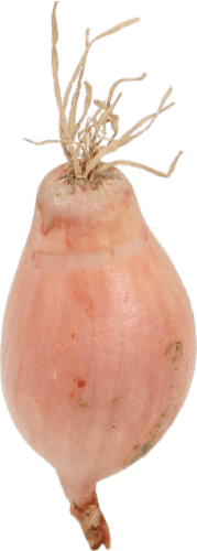 Fresh Onion, Shallots