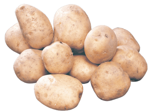 Kennebec Seed Potatoes