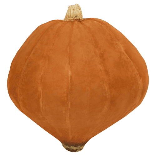 Fresh Squash, Golden Nugget