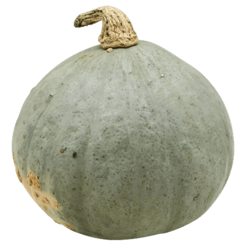 Golden Hubbard Squash