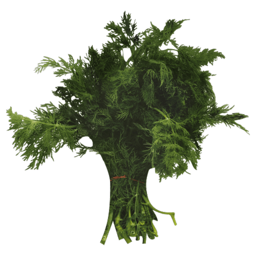 Fresh Bunch Dill