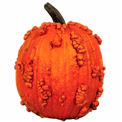 Fresh Grown Knucklehead Pumpkin