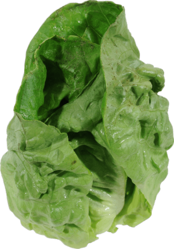 Organic Red Boston Lettuce